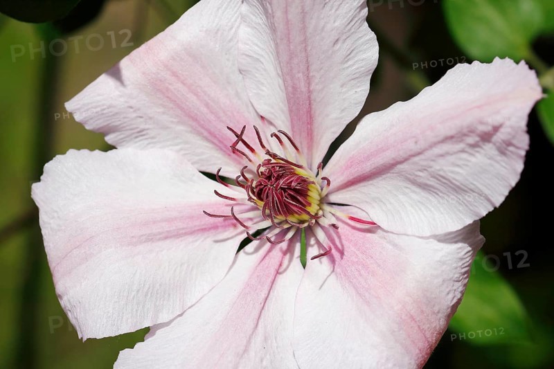 Clematis, North Rhine-Westphalia, Germany