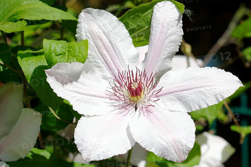 Clematis, North Rhine-Westphalia, Germany