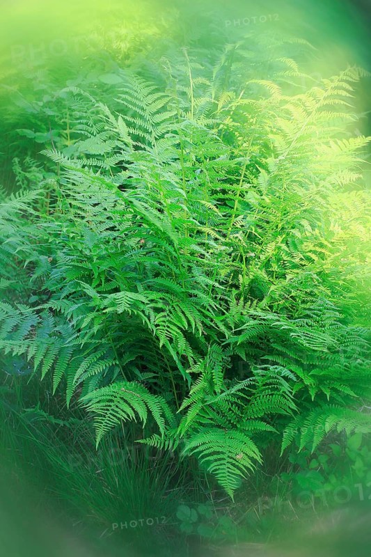 Lady fern (Athyrium filix-femina), alienation, North Rhine-Westphalia, Germany
