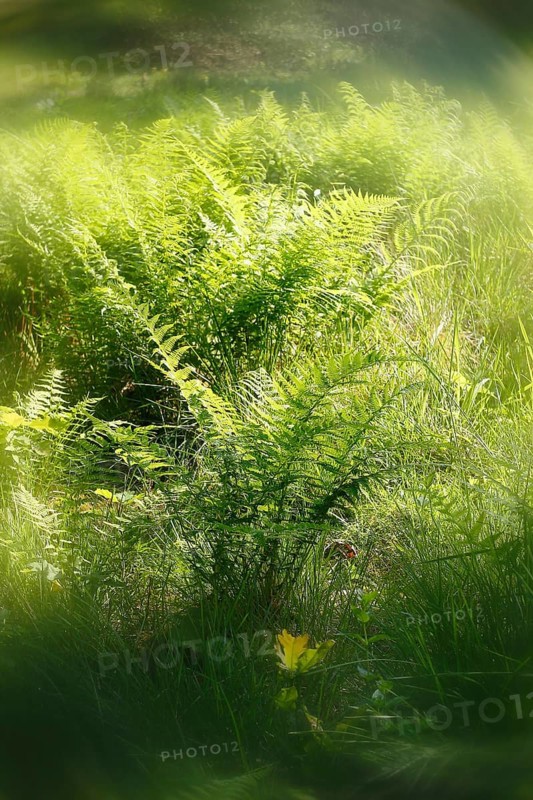 Lady fern (Athyrium filix-femina), alienation, North Rhine-Westphalia, Germany