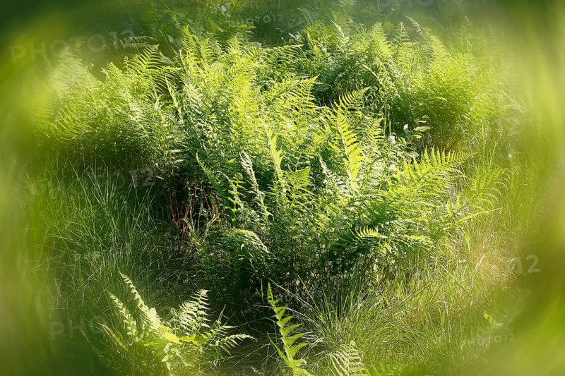 Lady fern (Athyrium filix-femina), alienation, North Rhine-Westphalia, Germany