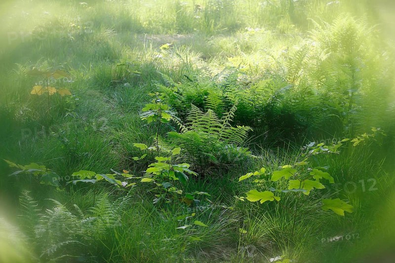 Lady fern (Athyrium filix-femina), alienation, North Rhine-Westphalia, Germany