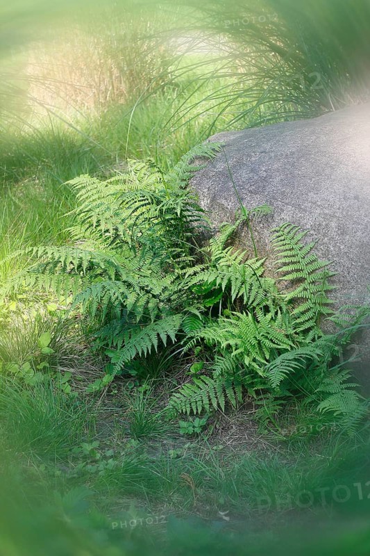 Lady fern (Athyrium filix-femina), alienation, North Rhine-Westphalia, Germany