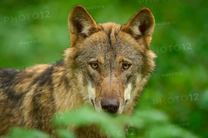 Wolf looking attentively in the greenery, close-up of his face, Wolf (Canis Lupos), Germany