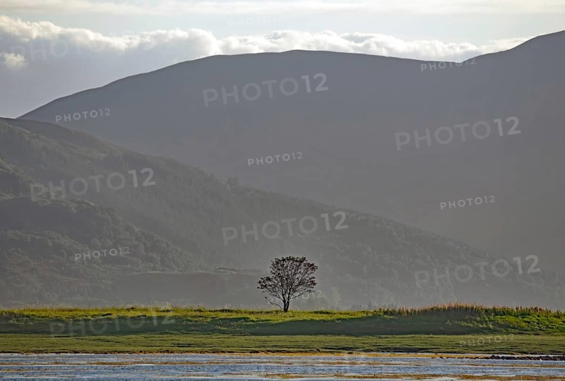 Single tree in a meadow in front of a strong, shady hill in the background, Dornie, Scotland, Great Britain