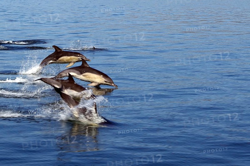 Group of dolphins jumping dynamically out of the blue sea water, Mallaig, Scotland, Great Britain