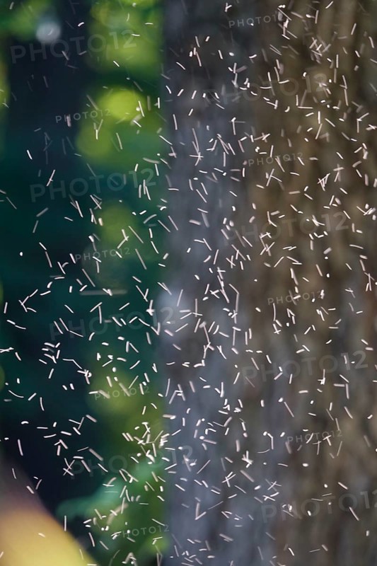 Swarm of flying insects, summer, Germany
