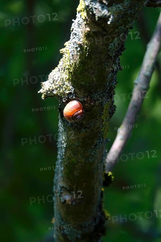 Snail on a tree trunk, summer, Germany