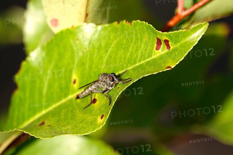 Robber fly on a leaf, summer, Germany