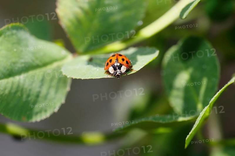 Asian lady beetle (Harmonia axyridis), multicoloured or harlequin ladybird on leaf, North Rhine-Westphalia, Germany
