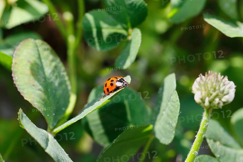 Asian lady beetle (Harmonia axyridis), multicoloured or harlequin ladybird on leaf, North Rhine-Westphalia, Germany
