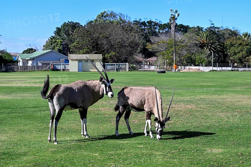 Oryx antelopes or gemsboks (Oryx gazella) on the sports field of Oranjemund, Diamond Sperrgebiet, Karas region, Namibia