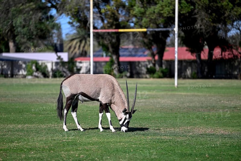 Oryx antelope or gemsbok (Oryx gazella) on the sports field of Oranjemund, Diamond Sperrgebiet, Karas Region, Namibia