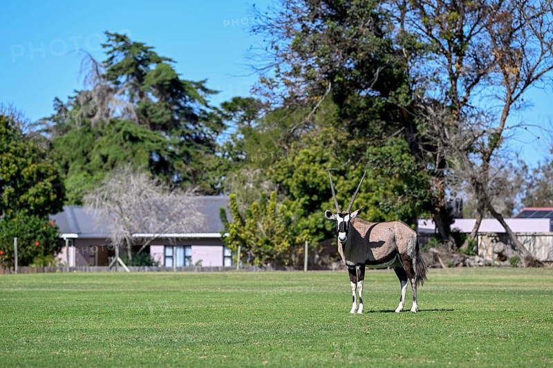 Oryx antelope or gemsbok (Oryx gazella) on the sports field of Oranjemund, Diamond Sperrgebiet, Karas Region, Namibia