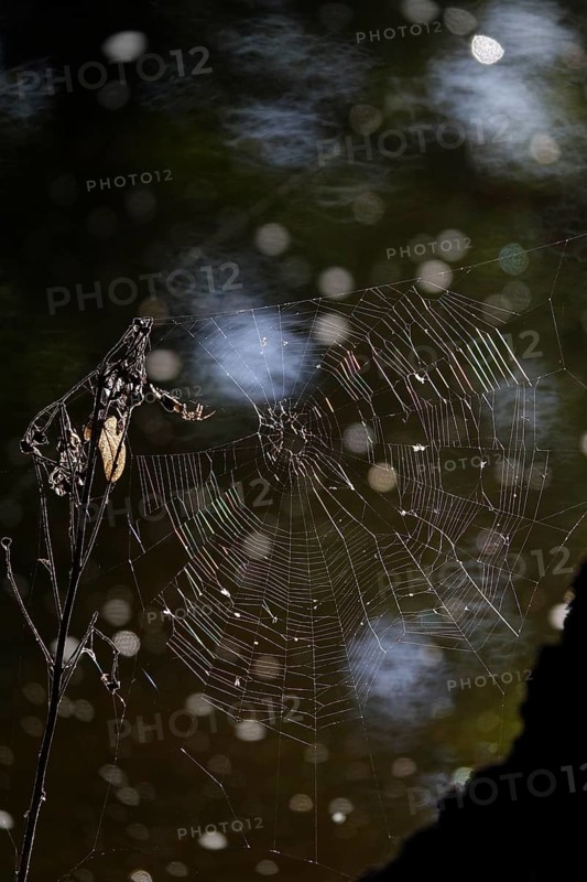 Spider and its web, bokeh, summer, Germany