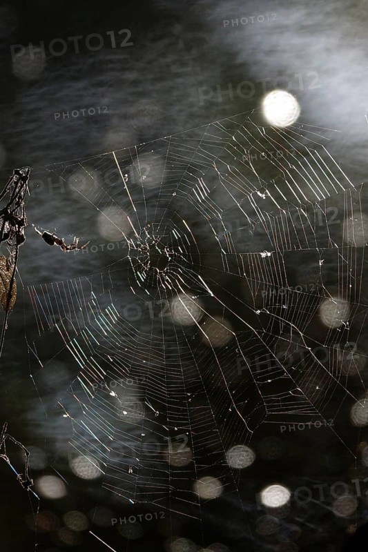 Spider and its web, bokeh, summer, Germany