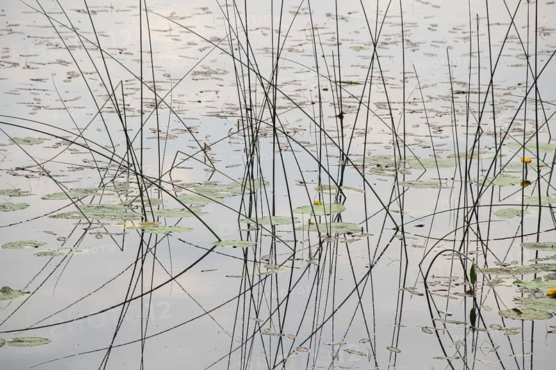 Tall grasses and water lily pads protrude from the calm waters of a pond, Jessheim, UIllensaker, Akershus County, Norway