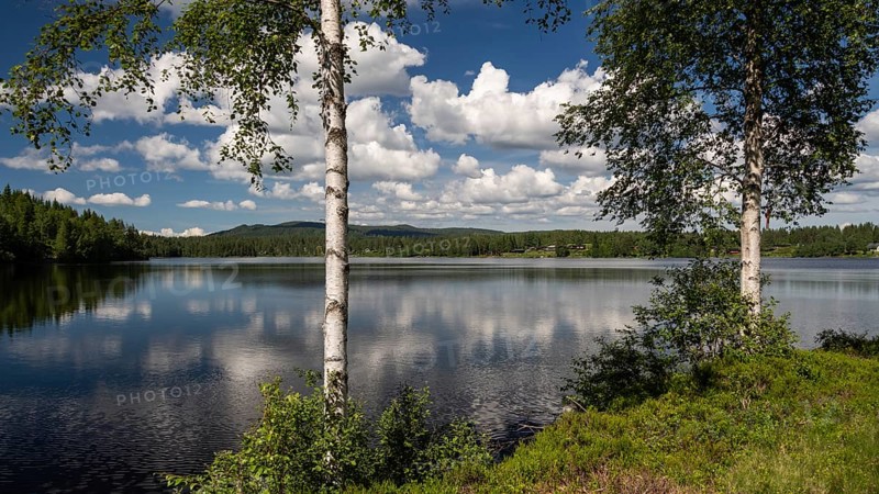View over a lake through birch trunks, sunny day, blue sky with clouds, near Eidsvoll, Norway
