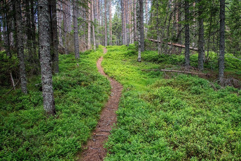 Narrow path winds through a dense, green coniferous forest, ground covered with blueberry bushes, Olavsweg or Olavsleden, Norway