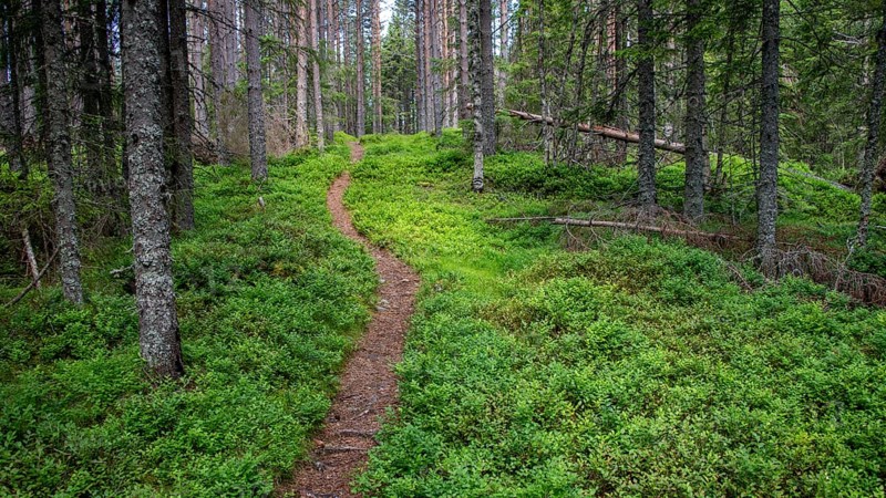 Narrow path winds through a dense, green coniferous forest, ground covered with blueberry bushes, Olavsweg or Olavsleden, Norway