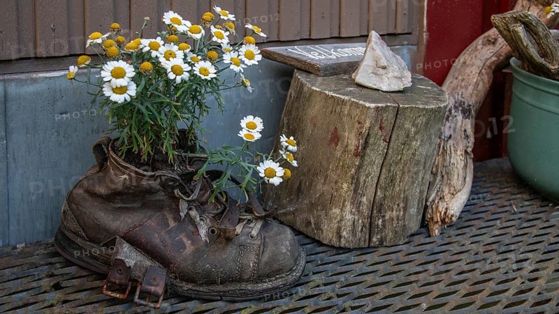 Daisies growing from an old hiking boot, Olavsweg or Olavsleden, Norway