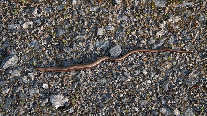 Western slow worm (Anguis fragilis), on a grey road covered with pebbles, Norway