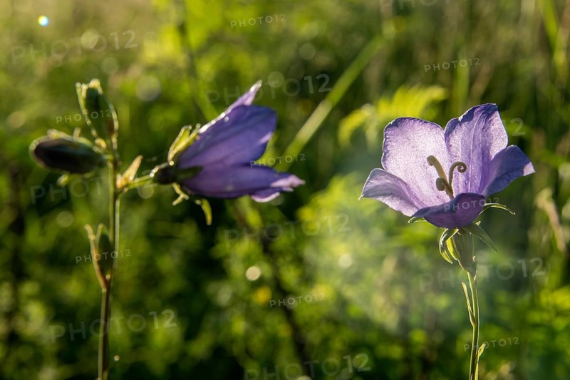 Peach-leaved bellflowers (Campanula persicifolia) with purple flowers in a green meadow, backlight, Norway