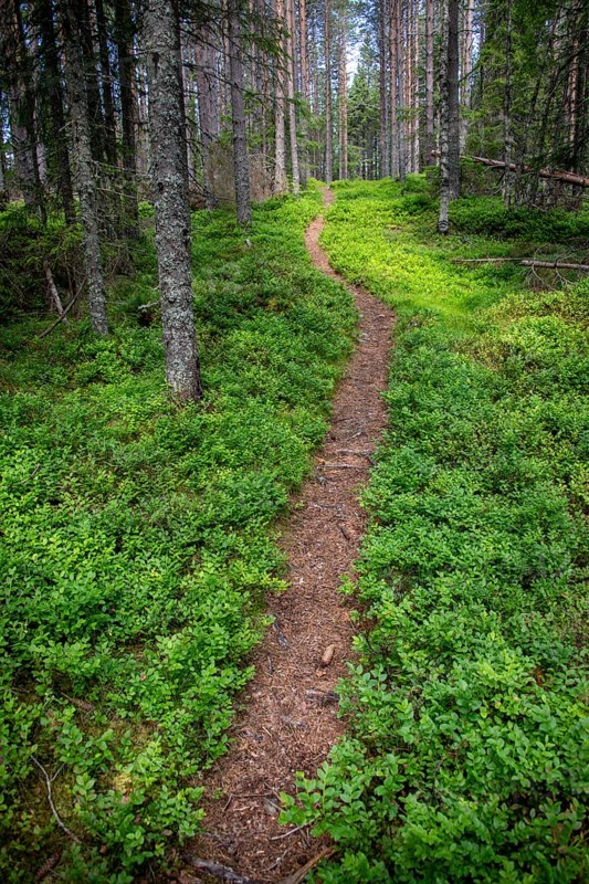 Narrow path winds through a dense, green coniferous forest, ground covered with blueberry bushes, Olavsweg or Olavsleden, Norway
