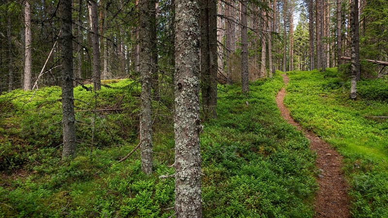 Narrow path winds through a dense, green coniferous forest, ground covered with blueberry bushes, Olavsweg or Olavsleden, Norway