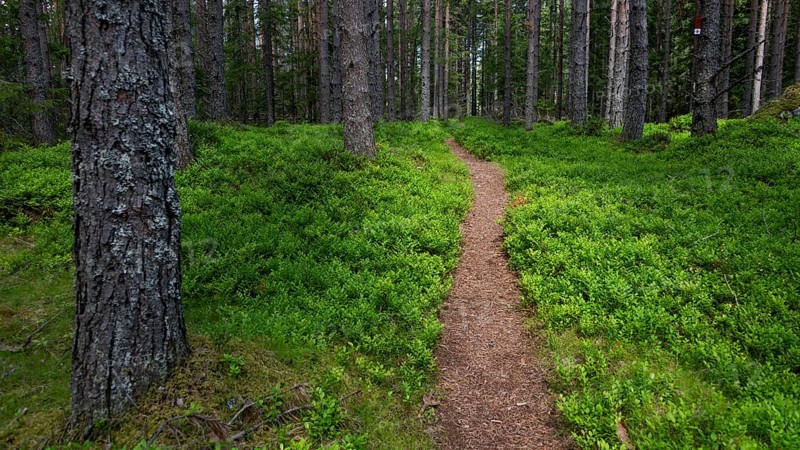 Narrow path winds through a dense, green coniferous forest, ground covered with blueberry bushes, Olavsweg or Olavsleden, Norway