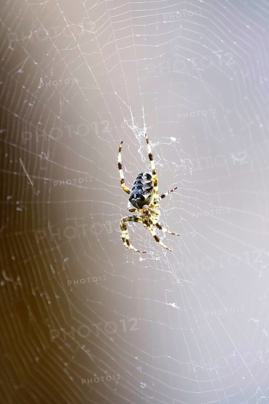 Cross spider in its web, summer, Germany