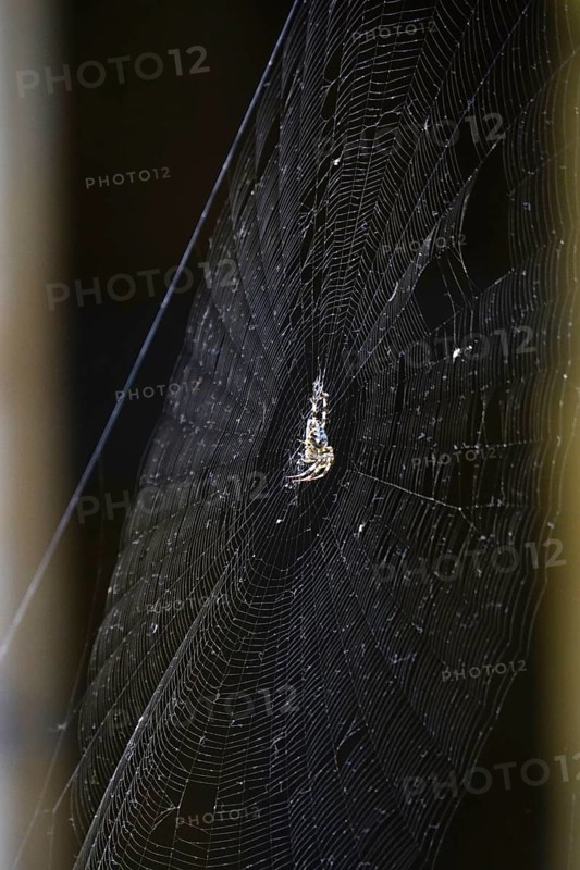 Cross spider in its web, summer, Germany
