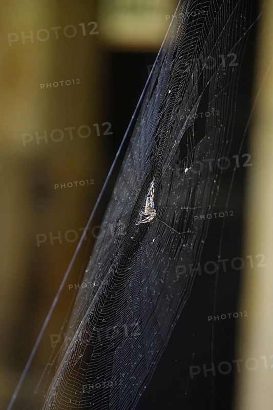 Cross spider in its web, summer, Germany