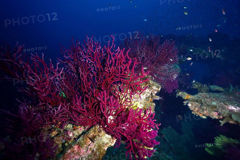 Animated underwater world with purple-coloured corals on a shipwreck and fish swimming around. Dive site wreck le Donator, Giens peninsula, Provence Alpes Côte d'Azur, France