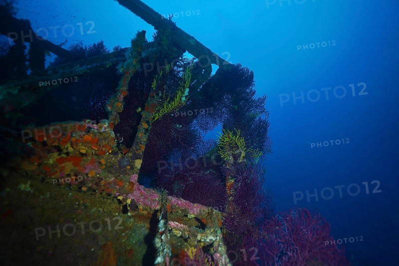 Underwater wreck overgrown with colourful soft corals in a deep blue environment. Dive site wreck le Donator, Giens peninsula, Provence Alpes Côte d'Azur, France