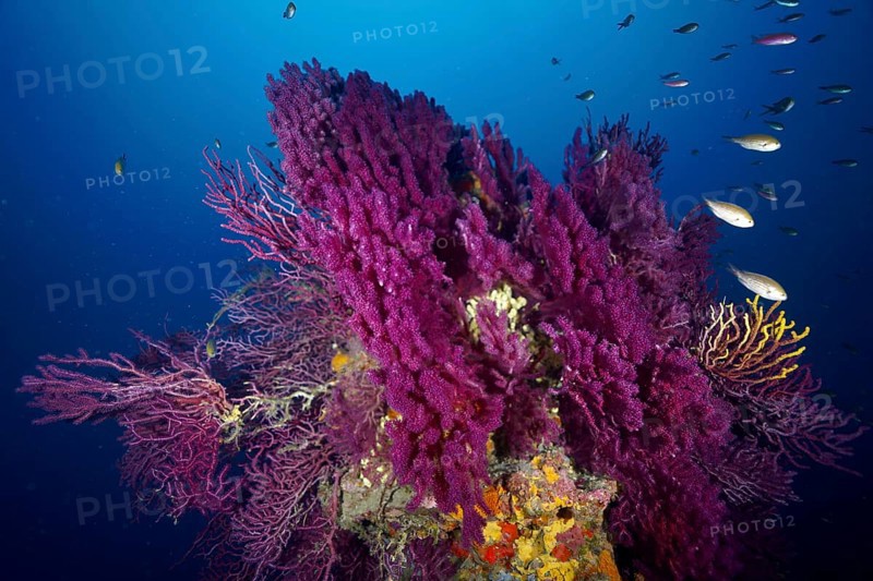A magnificent coral formation with fish in a bright blue underwater world. Dive site Wreck le Donator, Giens peninsula, Provence Alpes Côte d'Azur, France