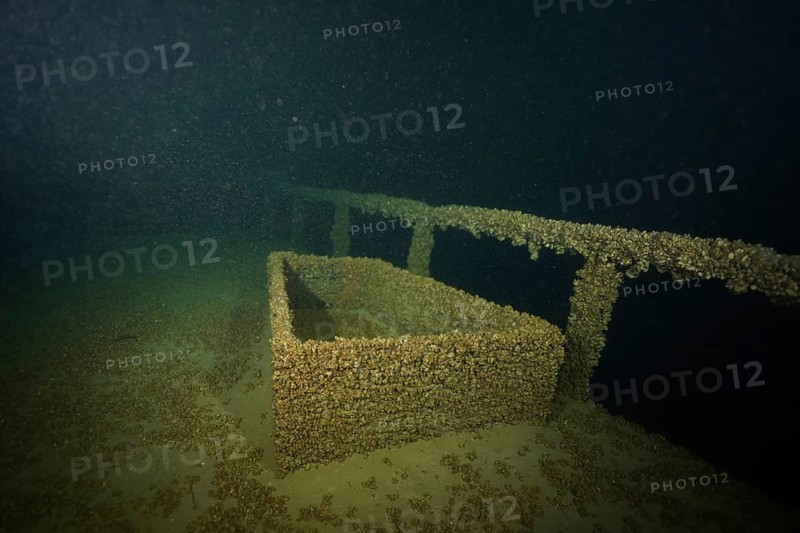 Rectangular structure of a shipwreck covered with quagga triangular mussels (Dreissena rostriformis bugensis), invasive species, under water. Dive site wreck of the Jura, Lake Constance, Bottighofen, Switzerland, Münsterlingen, Germany