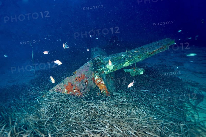 Weathered wreck of an aeroplane embedded in seagrass on the seabed with fish swimming past. Dive site aircraft wreck Mustang P51, Giens peninsula, Provence Alpes Côte d'Azur, France