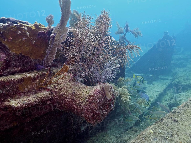 Corals and fish on a shipwreck under water. Dive site John Pennekamp Coral Reef State Park, Key Largo, Florida Keys, Florida, USA