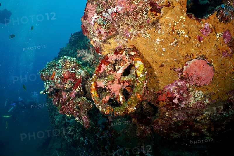 Coral-covered wheel and wreckage under water. Dive site USAT Liberty, Tulamben, Bali, Indonesia