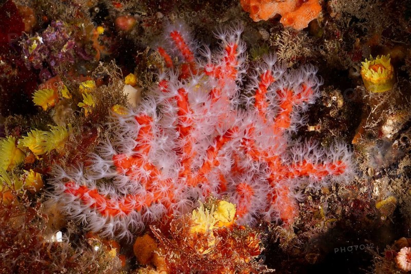 Red coral (Corallium rubrum) with white polyps on the seabed. Dive site Marine reserve Cap de Creus, Rosas, Costa Brava, Spain, Mediterranean Sea