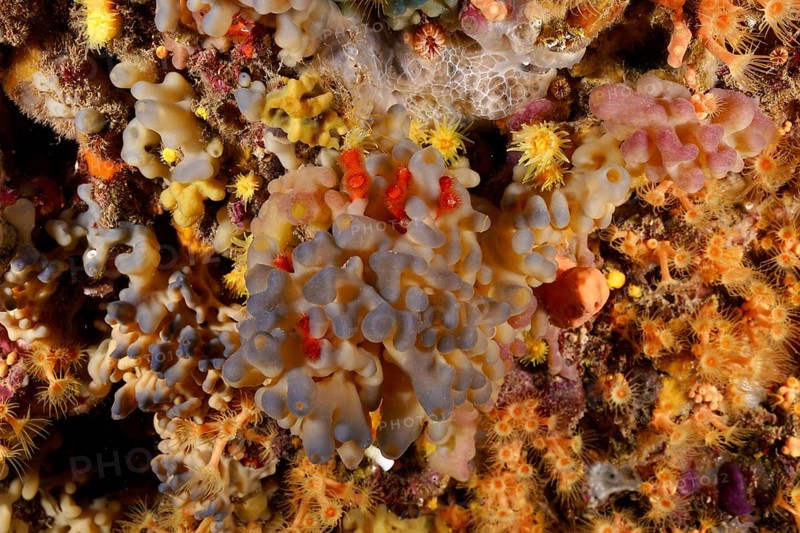 Blue flesh sponge (Oscarella lobularis) under water. Dive site Marine reserve Cap de Creus, Rosas, Costa Brava, Spain, Mediterranean Sea