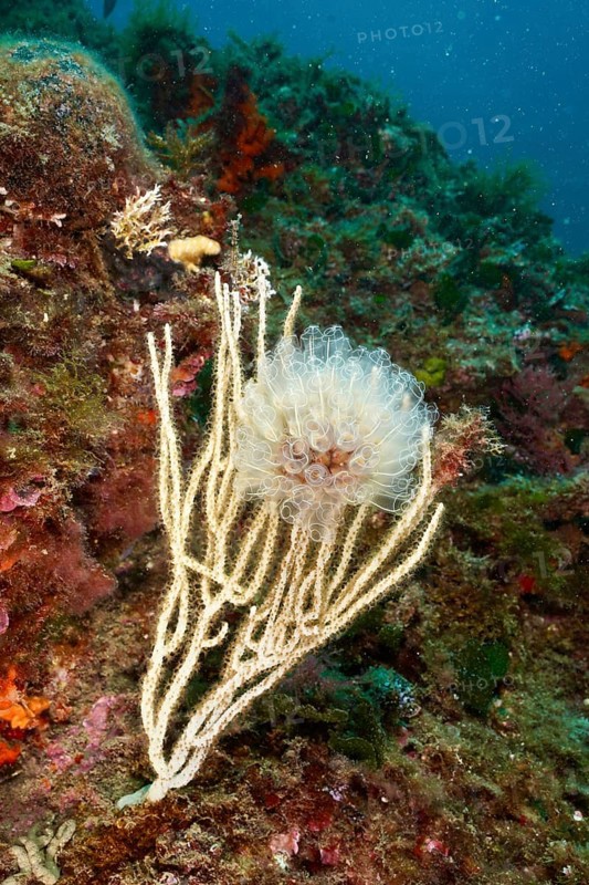 Translucent Sea squirt (Clavelina Dellavallei) in front of a rock in the sea. Dive site Marine protected area Cap de Creus, Rosas, Costa Brava, Spain, Mediterranean Sea