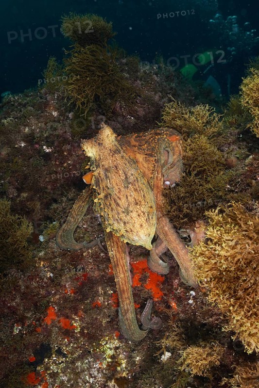 Common Octopus (Octopus vulgaris) camouflaged between algae on the seabed. Dive site Cap de Creus Marine Protected Area, Rosas, Costa Brava, Spain, Mediterranean Sea