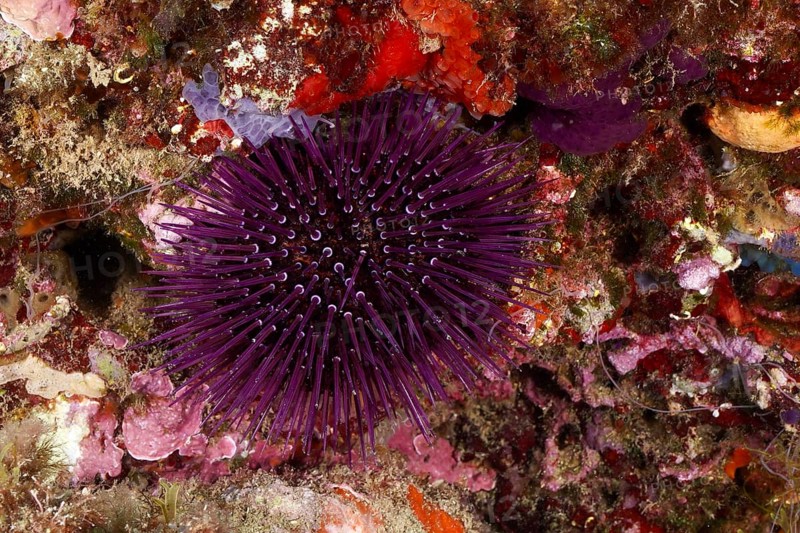 A Sphaerechinus granularis (Sphaerechinus granularis) embedded in a lively, colourful reef, dive site Cap de Creus Marine Reserve, Rosas, Costa Brava, Spain, Mediterranean Sea
