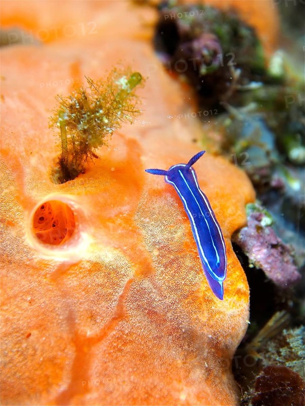 Small blue star snail (Felimare tricolor) on a luminous sea sponge. Dive site Marine reserve Cap de Creus, Rosas, Costa Brava, Spain, Mediterranean Sea