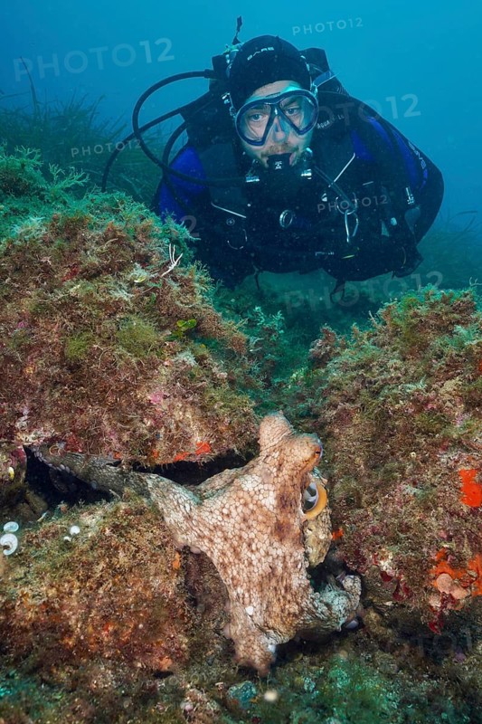 A diver observes a Common Octopus (Octopus vulgaris) hiding on the seabed among algae. Dive site Marine reserve Cap de Creus, Rosas, Costa Brava, Spain, Mediterranean Sea