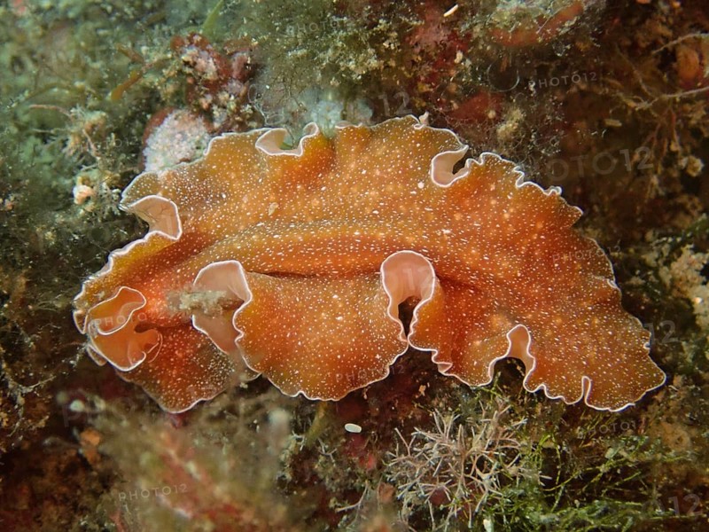 Orange spotted whirlpool worm, golden flatworm (Yungia aurantiaca), close-up. Dive site Cap de Creus Marine Protected Area, Rosas, Costa Brava, Spain, Mediterranean Sea