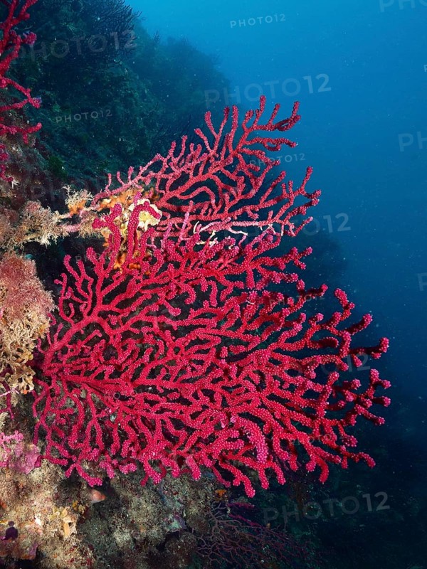 Extensive red Violescent sea-whip (Paramuricea clavata) in deep blue water. Dive site Marine reserve Cap de Creus, Rosas, Costa Brava, Spain, Mediterranean Sea