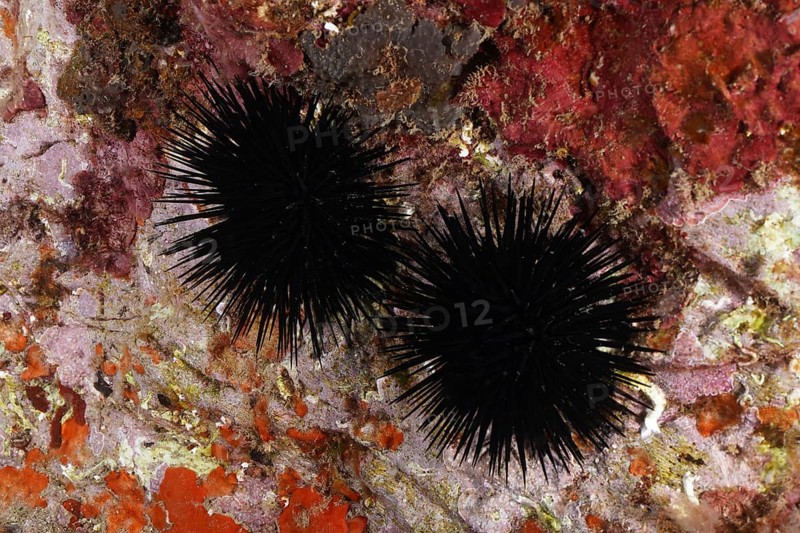 Two specimens of Arbacia lixula (Arbacia lixula) on a colourful, rocky seabed. Dive site Marine reserve Cap de Creus, Rosas, Costa Brava, Spain, Mediterranean Sea